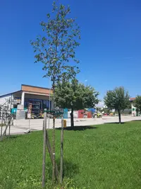 Hopfenbuche