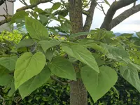 Blauglockenbaum Thumbnail 2