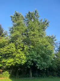 Gewöhnliche Platane