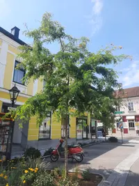 Lederhülsenbaum Thumbnail 2