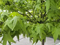 Kugel-Amberbaum Thumbnail 2