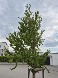 Japanischer Kuchenbaum Thumbnail 3