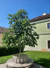 Edel-Kastanie