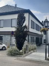 Schlitzblättrige Rotbuche