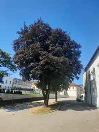 Spitz-Ahorn