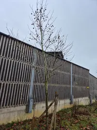 Ahornblättrige Platane Thumbnail 2