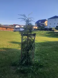 Küsten-Mammutbaum Thumbnail 2