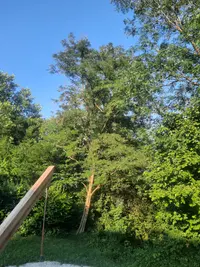 Gewöhnliche Robinie