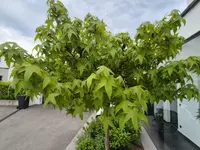 Kugel-Amberbaum Thumbnail 3