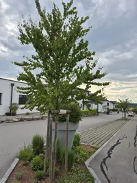 Japanischer Kuchenbaum