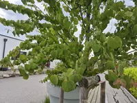 Japanischer Kuchenbaum Thumbnail 2