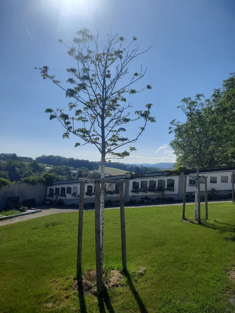 Blumen-Esche