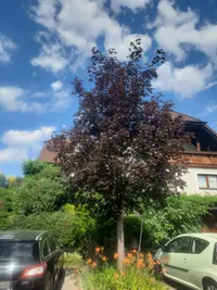 Spitz-Ahorn 'Faassen´s Black'
