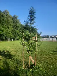 Riesen-Mammutbaum