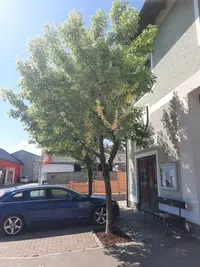 Eschen-Ahorn