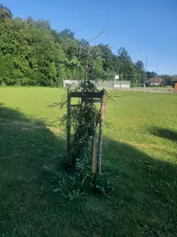 Küsten-Mammutbaum