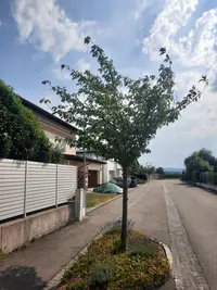 Pflaume