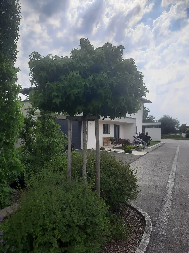 Amberbaum