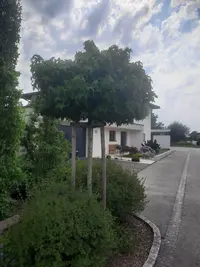 Amberbaum