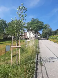 Tulpenbaum