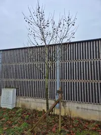 Ahornblättrige Platane Thumbnail 1