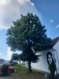 Holländische Linde
