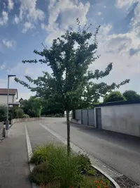 Zweigriffeliger Weißdorn