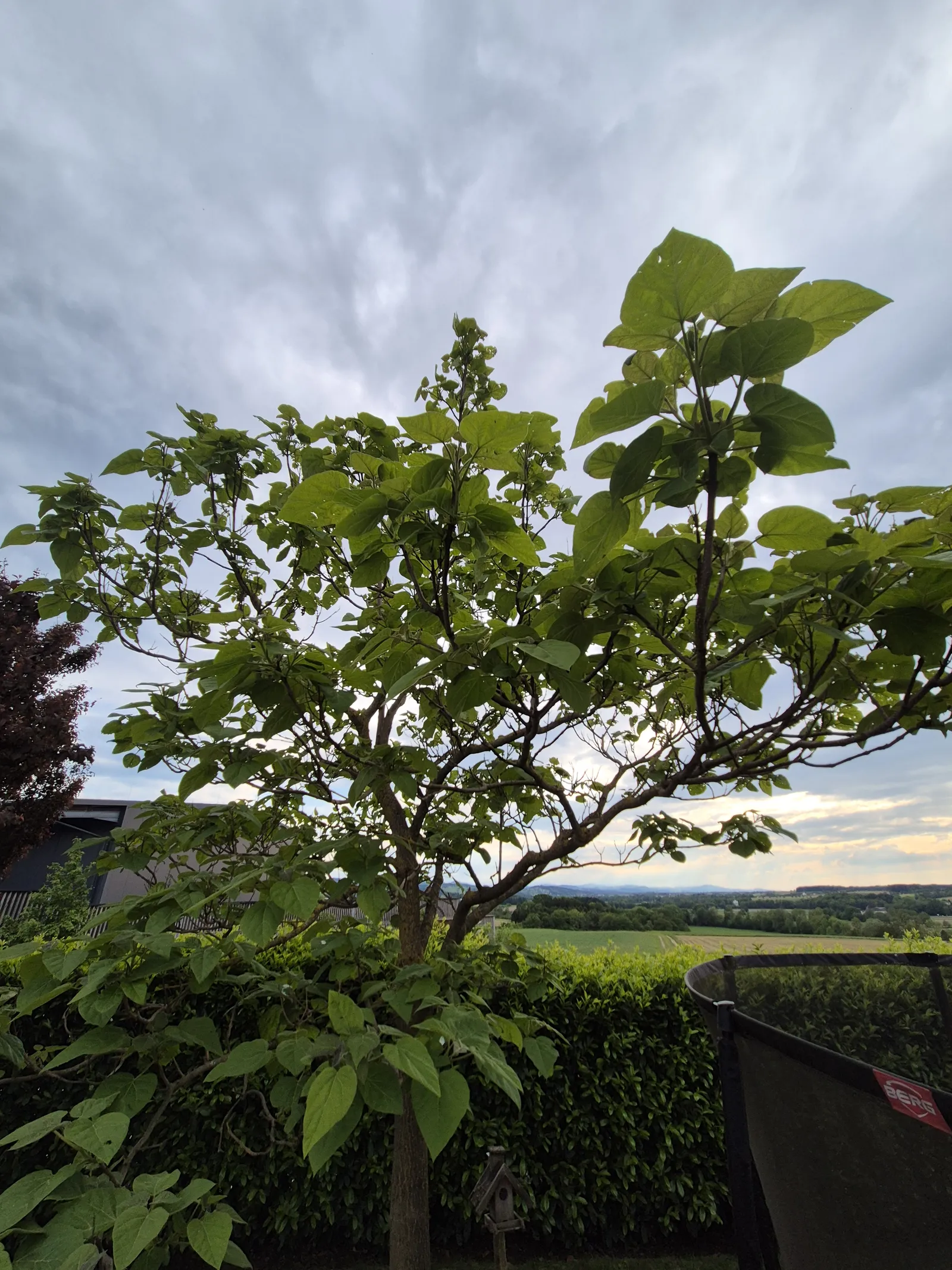 Blauglockenbaum - Foto 1