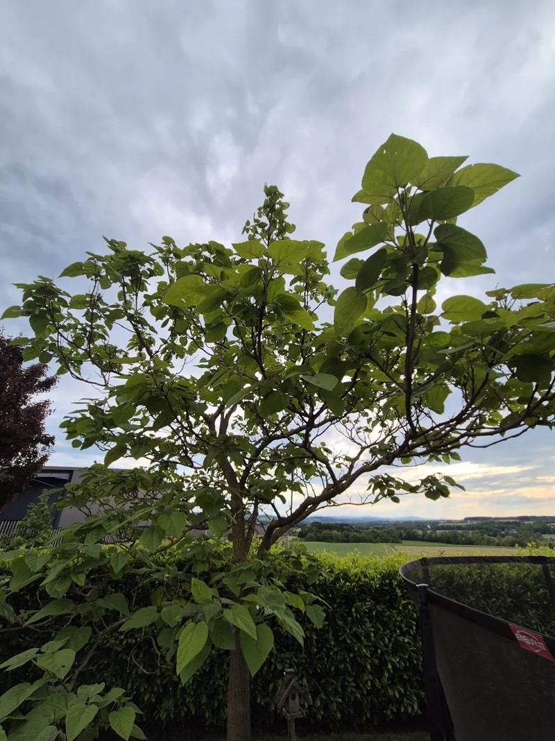 Blauglockenbaum