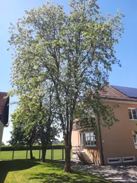 Gewöhnliche Robinie